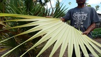 Topi Tii Langga terbuat dari daun lontar. Biasanya UMKM di NTT ini banyak yang dihidupi oleh Bank BRI.