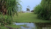 Panorama lain yang bisa dijumpai selain Pulau Spongebob adalah kawanan kerbau yang hilir mudik di sekitar Pantai Angkeo. Awas, banyak ranjau kotoran kerbau (Randy/detikcom)