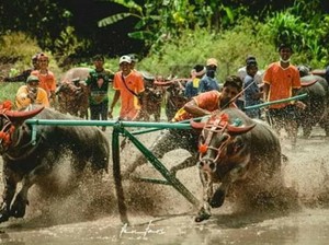 Saat Turis Terpikat Barapan Kerbau