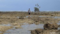 Apabila air tengah surut, traveler pun bisa berjalan kaki menuju pulaunya dengan memutari bibir pantai (Randy/detikcom)