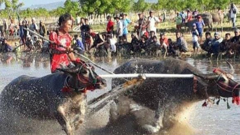 Foto: Dok. Komunitas Barapan Kebo di Sumbawa Foto: Dok. Komunitas Barapan Kebo di Sumbawa