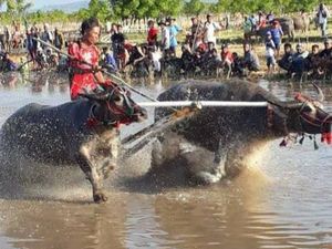 Penuh Nuansa Mistis, Ini Daya Tarik Barapan Kebo di Sumbawa