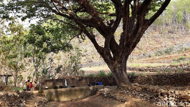 Musim Kemarau, Warga di Gunungkidul Manfaatkan Rembesan Air Pohon Beringin