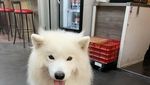 Kenalan Sama Samson, Anjing Super Lucu yang Suka Jajan