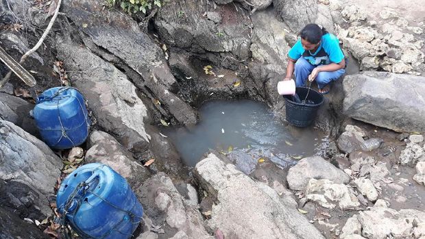 Musim Kemarau, Warga di Gunungkidul Manfaatkan Rembesan Air Pohon Beringin