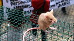 Bawa Tikus, Mahasiswa Tolak UU KPK