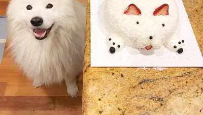 Kenalan Sama Samson, Anjing Super Lucu yang Suka Jajan