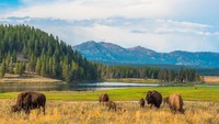 9. Yellowstone, Wyoming. Pengguna Google tercatat melakukan pencarian 760 ribu per bulannya. (Foto: Dok. Manel Vinuesa/iStock)