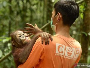 Kabut Asap di Kalteng, Belasan Orang Utan Terinfeksi ISPA
