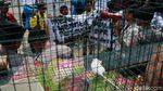 Bawa Tikus, Mahasiswa Tolak UU KPK