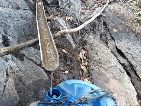 Musim Kemarau, Warga di Gunungkidul Manfaatkan Rembesan Air Pohon Beringin