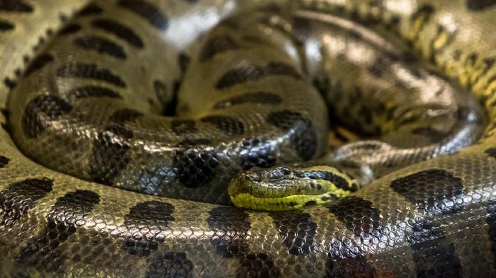 Green anaconda, Eunectes murinus,  sucuri snake.  huge and dangerous snake.