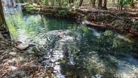 Siapa sangka selain menawarkan pemandangan pantai yang menawan, Pulau Rote juga memiliki destinasi wisata seperti Pemandian Oemau dengan mata air yang jernih dan menyejukkan.