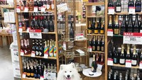 Duh gaya banget, anjing kan nggak bisa minum wine. Kok samson malah pergi ke toko wine? Foto: instagram @cutesamson