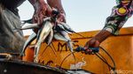 Melihat Geliat Kehidupan di Pelabuhan Rote