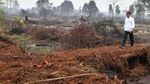 Jokowi Cek Kebakaran Hutan di Riau, Begini Kondisinya