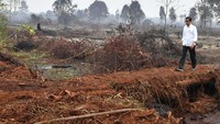 Lokasi ini berada di atas lahan gambut. Laily Rachev/Biro Pers Sekretariat Presiden.