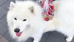 Kenalan Sama Samson, Anjing Super Lucu yang Suka Jajan