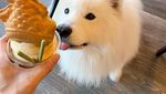 Kenalan Sama Samson, Anjing Super Lucu yang Suka Jajan