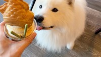 Wah Samson daat taiyaki dengan es krim dan biskuit matcha nih. Lihat ekspresinya ketika siap mencicip kudapan manis ini. Gemas! Foto: instagram @cutesamson