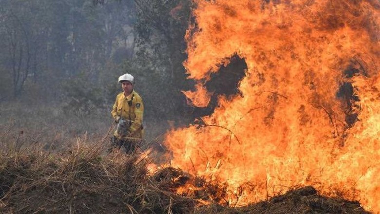 Belajar dari Cara Australia Atasi Kebakaran Hutan Tanpa Air Belajar dari Cara Australia Atasi Kebakaran Hutan Tanpa Air