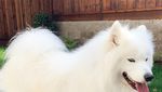 Kenalan Sama Samson, Anjing Super Lucu yang Suka Jajan