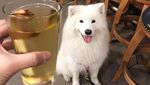 Kenalan Sama Samson, Anjing Super Lucu yang Suka Jajan