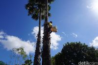 Memanjat pohon lontar (Afif Farhan/detikcom)