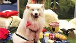 Kenalan Sama Samson, Anjing Super Lucu yang Suka Jajan