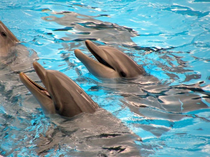 Dolphins in Loro Parque, Tenerife, Spain