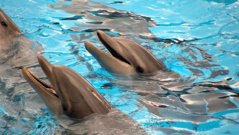 471981857 Dolphins in Loro Parque, Tenerife, Spain