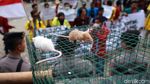 Bawa Tikus, Mahasiswa Tolak UU KPK