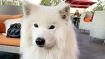 Kenalan Sama Samson, Anjing Super Lucu yang Suka Jajan