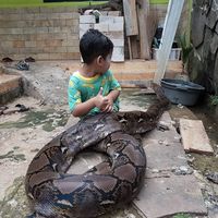 Mengenal Ular-ular 'Raksasa' di Indonesia