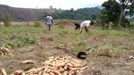 Potret Botaknya Hutan di Gunung Rinjani Bagian Timur