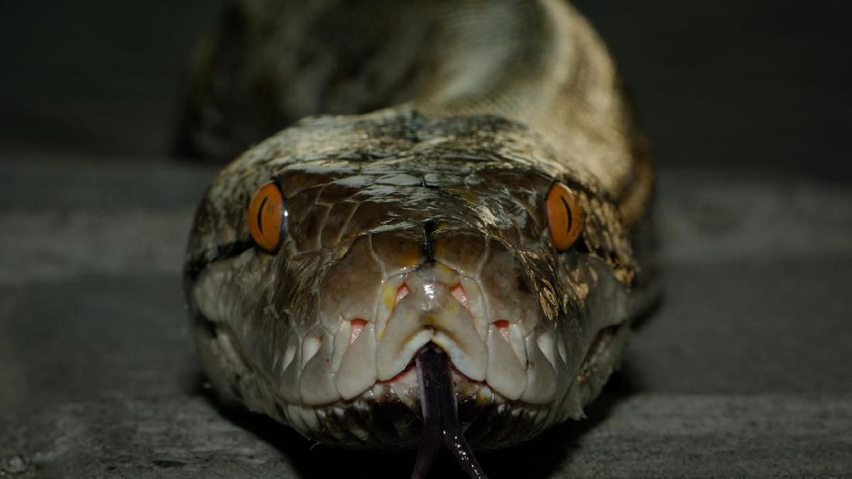 Dildosi bolgan lezbiyenlar Aryan porno hd