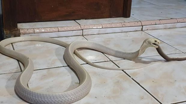 Serba-serbi Dunia Ular di Indonesia