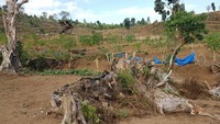 Dampak perambahan yakni sumber mata air di Hutan Pesugulan kondisinya terancam rusak dan debit yang berkurang drastis (BTNGR/Instagram)