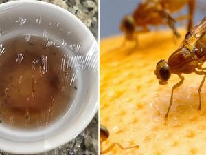 Pakai Cara Mudah Ini Untuk Basmi Lalat Buah Agar Buah Tetap Segar