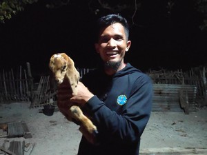 Cerita Persahabatan Kambing dan Manusia di Pulau Paling Selatan RI