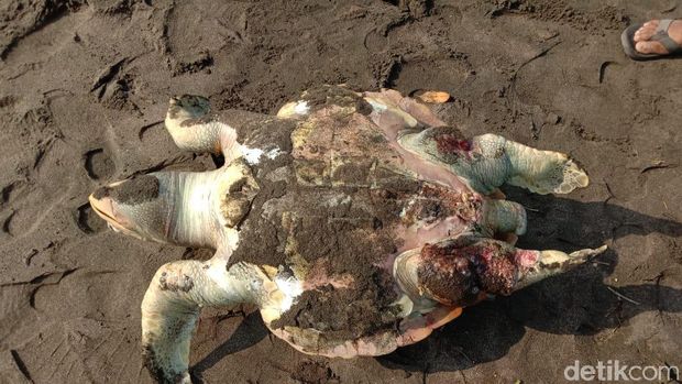 Seekor Penyu Mati Penuh Luka Terdampar di Pantai Pangandaran