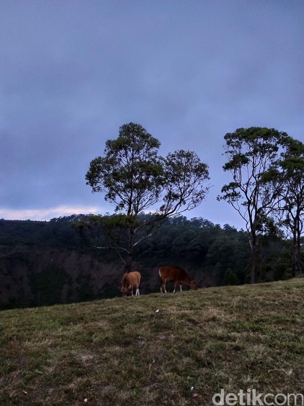 Di area yang berlawanan, ada pemandangan ke Kota Bajawa. Perbukitan hijau nan segar menjadi tempat sapi-sapi mencari makan. Sungguh asri! (Aji Bagus/detikcom) Di area yang berlawanan, ada pemandangan ke Kota Bajawa. Perbukitan hijau nan segar menjadi tempat sapi-sapi mencari makan. Sungguh asri! (Aji Bagus/detikcom)