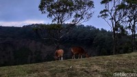 Di area yang berlawanan, ada pemandangan ke Kota Bajawa. Perbukitan hijau nan segar menjadi tempat sapi-sapi mencari makan. Sungguh asri! (Aji Bagus/detikcom)
