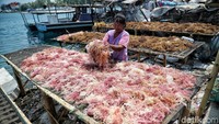 Seorang warga tengah memilah rumput laut untuk dijemur di kawasan Pulau Panggang, Kepulauan Seribu, Jakarta, Rabu (18/9/2019).