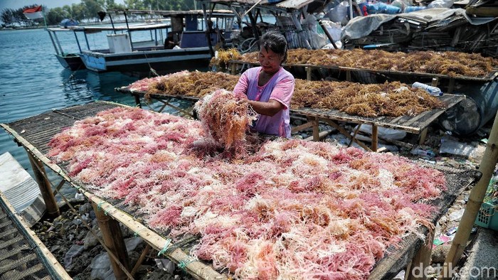 Tak sedikit warga di Pulau Panggang, Kepulauan Seribu, mencari nafkah dengan menjadi petani rumput laut. Seperti apa potret aktivitas para petani rumput laut?