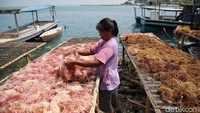 Saat ini nelayan mengeluhkan masih kurangnya permintaan pembelian rumput laut.