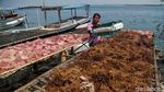 Melihat Aktivitas Nelayan Rumput Laut di Pulau Panggang