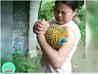 Bikin Ngakak! Kejadian Kocak dan Aneh Ini Karena Buah Durian