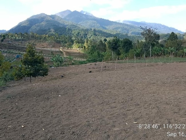 Kebotakan di Hutan Konservasi Gunung Rinjani