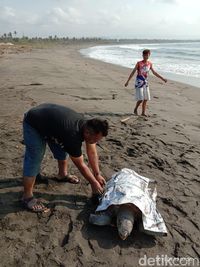 Seekor Penyu Mati Penuh Luka Terdampar di Pantai Pangandaran